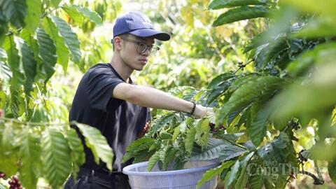 Giá cà phê hôm nay 13/5/2026: Tăng mạnh 1.000 - 1.200 đồng
