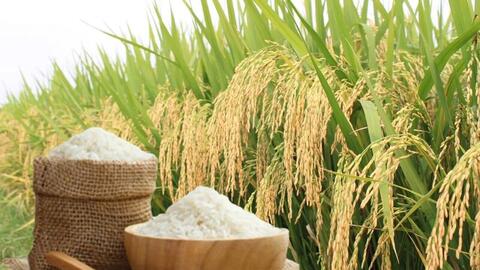 Giá lúa gạo hôm nay ngày 19/5/2026: Lúa tươi đồng loạt tăng mạnh