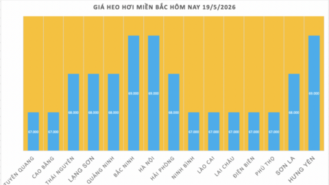 Giá heo hơi hôm nay 19/5/2026: Giảm diện rộng tại miền Nam