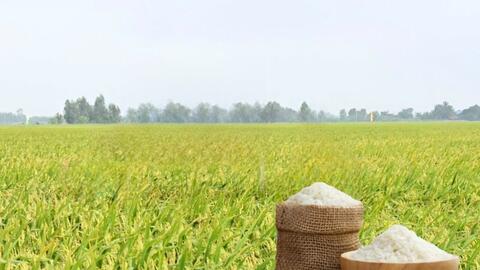 Giá lúa gạo hôm nay ngày 1/6/2026: Lúa tươi vững giá