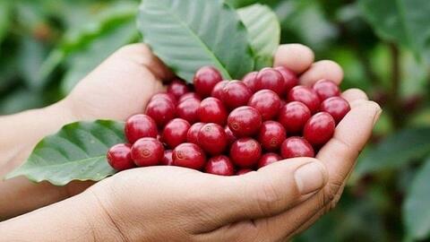 Bản tin nông sản hôm nay (15-6): Giá cà phê tiến sát mốc 90.000 đồng/kg, giá hồ tiêu phục hồi