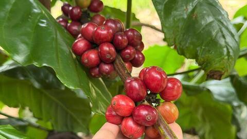 Giá cà phê hôm nay 16/6/2026: Giảm nhẹ 200 đồng/kg