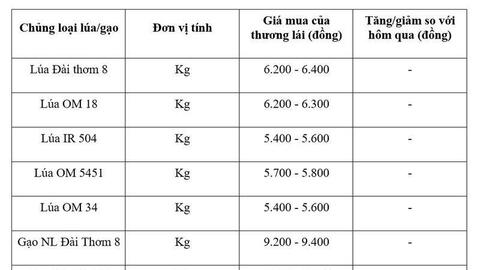 Giá lúa gạo hôm nay ngày 6/7/2026: Gạo OM 18 tăng 500 đồng/kg