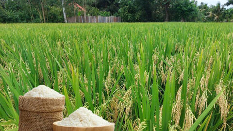 Giá lúa gạo hôm nay ngày 13/7/2026: Tấm thơm tăng nhẹ