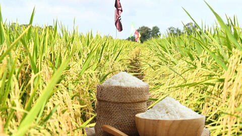 Giá lúa gạo hôm nay ngày 17/7/2026: Lúa tươi tiếp đà tăng mạnh