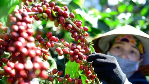 Giá cà phê tăng mạnh, tồn kho Arabica xuống mức thấp nhất