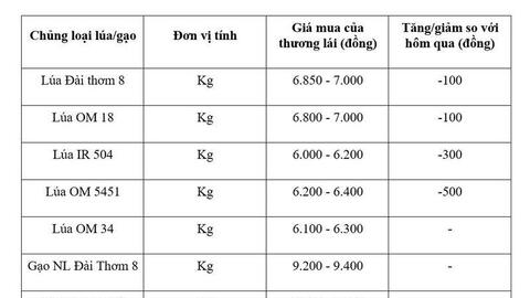 Giá lúa gạo hôm nay ngày 3/8/2026: Lúa tươi quay đầu giảm