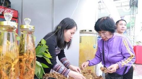 Doanh nghiệp sâm Ngọc Linh thu về hơn 600 triệu đồng tại hội chợ miền Trung - Tây Nguyên