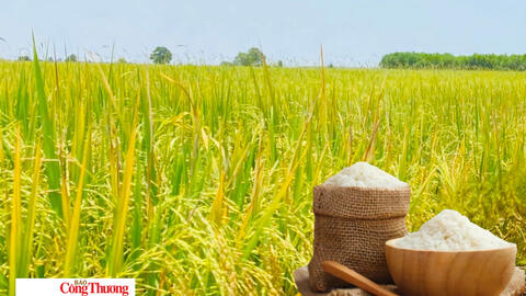 Giá lúa gạo hôm nay ngày 6/10/2026: Giá lúa tươi đồng loạt tăng