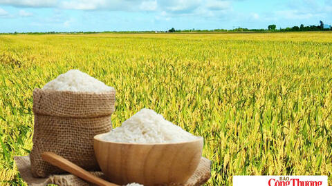 Giá lúa gạo hôm nay ngày 7/10/2026: Gạo Đài thơm tăng 500 đồng/kg