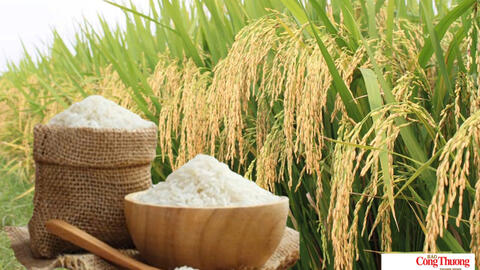 Giá lúa gạo hôm nay ngày 22/10/2026: Giá lúa tươi biến động trái chiều