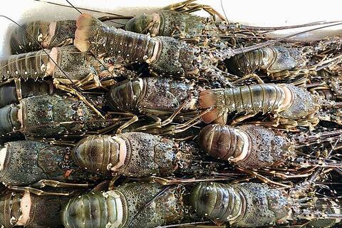 Việt Nam đang bán tôm nhiều nhất sang thị trường Trung Quốc