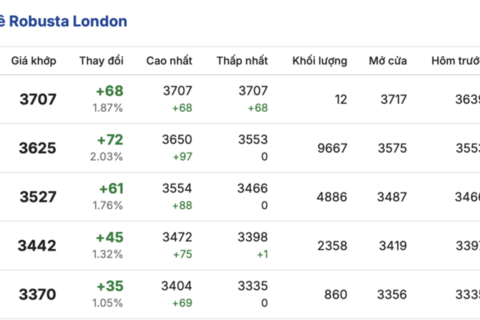 Giá cà phê hôm nay 13/3/2026: Trong nước sụt giảm sâu