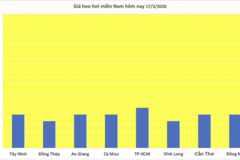 Giá heo hơi hôm nay 17/3/2026: Tăng đồng loạt 1.000 đồng tại miền Bắc