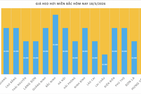 Giá heo hơi hôm nay 18/3/2026: Tăng diện rộng trên cả 3 miền