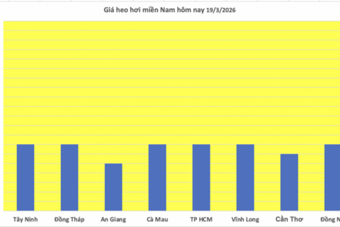Giá heo hơi hôm nay 19/3/2026: Tăng đồng loạt từ 1.000 - 2.000 đồng/kg