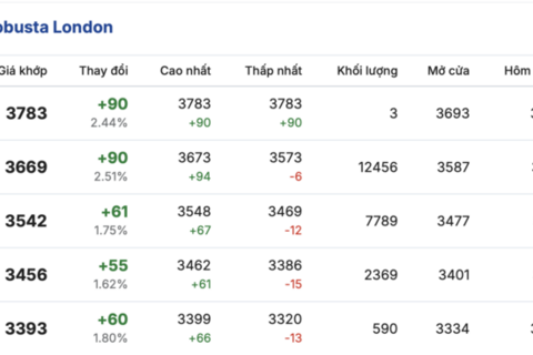 Giá cà phê hôm nay 20/3/2026: Tăng nhẹ 500 đồng/kg