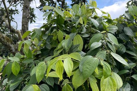 Giá tiêu hôm nay 20/3/2026: Giảm 500 đồng/kg tại TP. Hồ Chí Minh