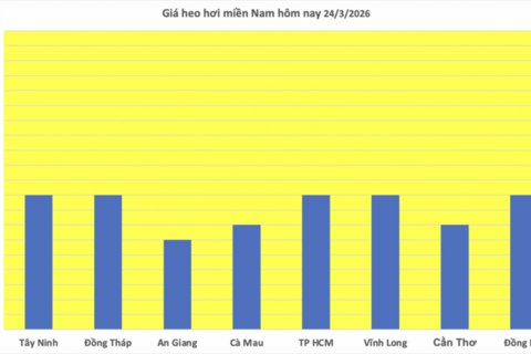 Giá heo hơi hôm nay 24/3/2026: Giảm diện rộng tại miền Bắc