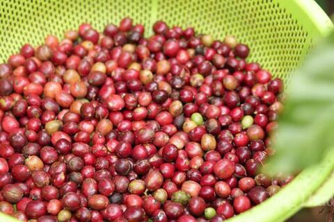 Giá cà phê hôm nay 24/3/2026: Giữ mốc 94.000 đồng/kg