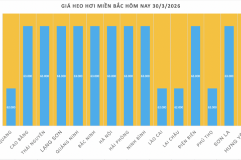Giá heo hơi hôm nay 30/3/2026: Tiếp tục giảm nhiều nơi