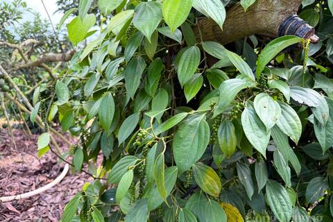 Giá tiêu hôm nay 2/4/2026: Dao động từ 138.000 - 139.000 đồng/kg