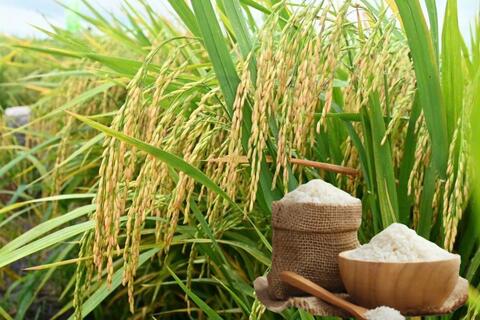 Giá lúa gạo hôm nay ngày 3/4: Gạo nguyên liệu xuất khẩu tăng nhẹ