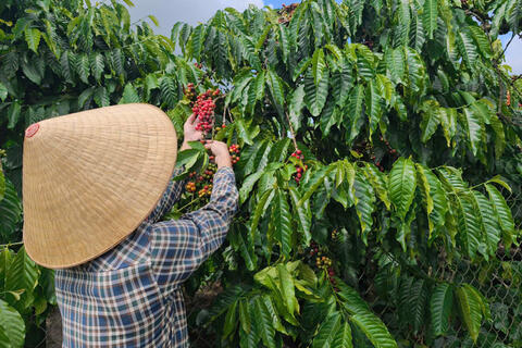 Giá cà phê hôm nay 5/4/2026: Cao nhất 89.200 đồng/kg