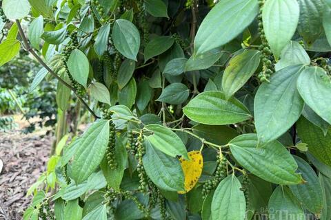 Giá tiêu hôm nay 5/4/2026: Dao động từ 138.000 - 139.000 đồng/kg