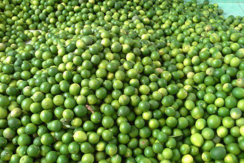 Giá nông sản hôm nay 8/4: Giá chanh tăng mạnh, cà phê thế giới giảm