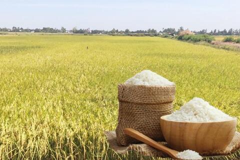 Giá lúa gạo hôm nay ngày 9/4: Lúa tươi tiếp đà tăng nhẹ