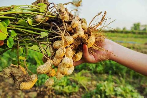 Giá nông sản hôm nay 21/4/2026: Nhiều mặt hàng có mức giá thấp