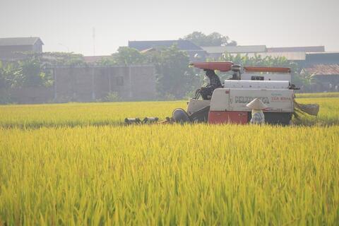 Giá xuất khẩu phục hồi nhẹ, gạo Việt vẫn tiếp tục đối mặt ‘sóng gió’?