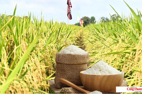 Giá lúa gạo hôm nay ngày 17/7/2026: Lúa tươi tiếp đà tăng mạnh