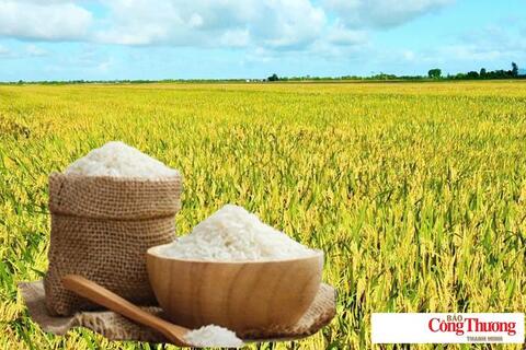 Giá lúa gạo hôm nay ngày 4/9/2026: Gạo thơm Jasmine tăng 500 đồng/kg
