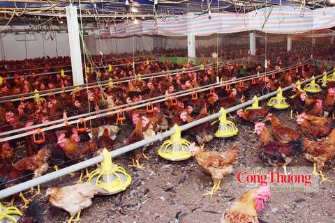 Thị trường gia cầm: Không thể tiếp tục tăng đàn theo chiều rộng