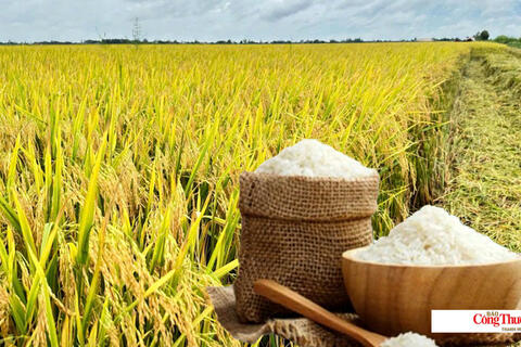 Giá lúa gạo hôm nay ngày 15/10/2026: Giá lúa tươi biến động