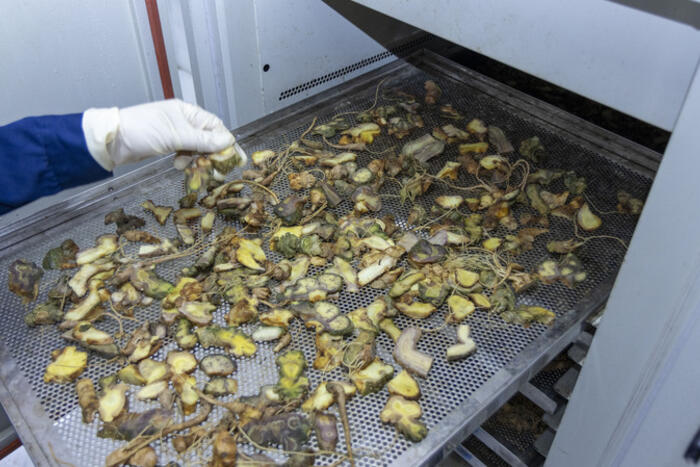 Thị trường dược liệu mở rộng, sâm Lai Châu đứng trước cơ hội bứt phá