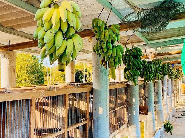 Khối tài sản của Phượng Chanel - Quách Ngọc Ngoan: Nàng có biệt thự tiền tỷ, chàng có trang trại 10.000m2 - Ảnh 31. Khối tài sản của Phượng Chanel - Quách Ngọc Ngoan: Nàng có biệt thự tiền tỷ, chàng có trang trại 10.000m2 - Ảnh 31.