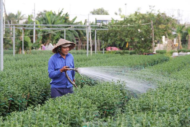 Chưa vụ hoa Tết nào qua tháng Chạp mà vẫn mỏi mắt chờ thương lái - Ảnh 6.