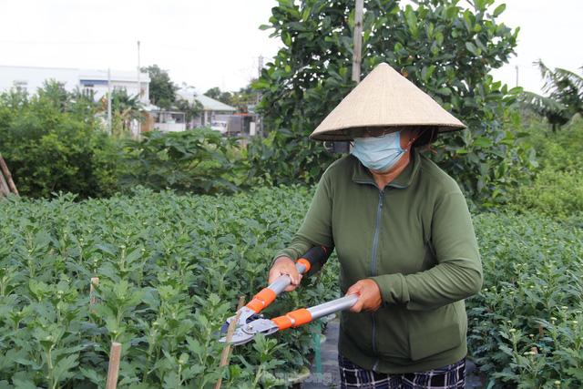 Chưa vụ hoa Tết nào qua tháng Chạp mà vẫn mỏi mắt chờ thương lái - Ảnh 3.