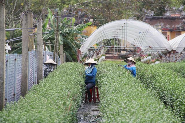 Chưa vụ hoa Tết nào qua tháng Chạp mà vẫn mỏi mắt chờ thương lái - Ảnh 2.