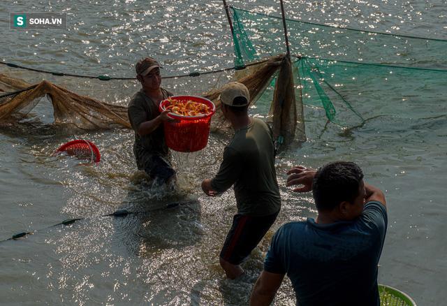 Giá cá chép đỏ lên trời, thương lái có tiền cũng không mua được - Ảnh 4.