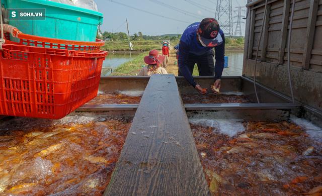 Giá cá chép đỏ lên trời, thương lái có tiền cũng không mua được - Ảnh 9.