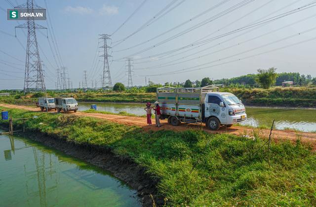 Giá cá chép đỏ lên trời, thương lái có tiền cũng không mua được - Ảnh 1.