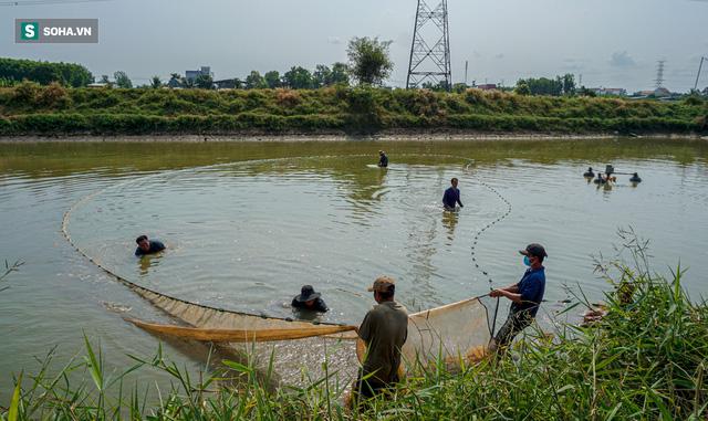 Giá cá chép đỏ lên trời, thương lái có tiền cũng không mua được - Ảnh 2.