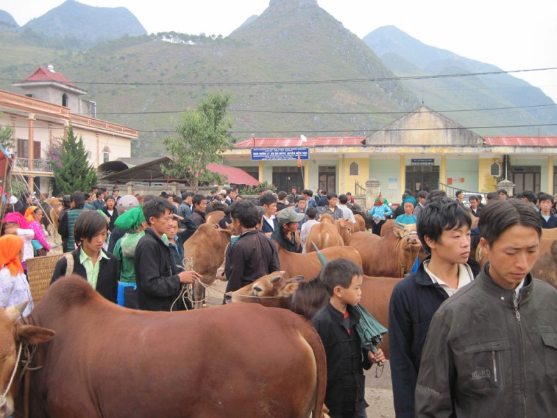 Hà Giang: Phát triển sản phẩm OCOP bò vàng theo hướng hàng hóa