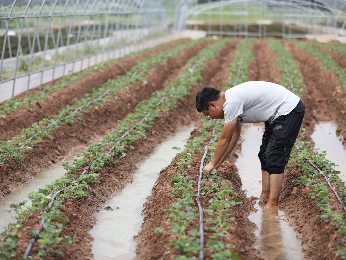 Làn sóng mới trong thị trường lao động Trung Quốc: Không còn mê ‘phố thị’, thanh niên có xu hướng ‘di cư mới’, lập nghiệp với hoa quả là chuyện bình thường của cử nhân đại học - Ảnh 1.