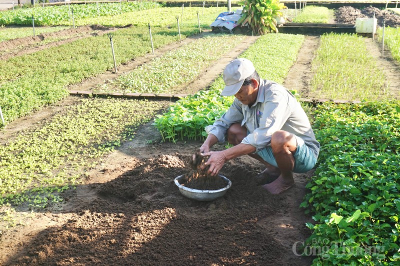 Làng rau sạch nức tiếng Quảng Nam hối hả phục vụ Tết Giáp Thìn