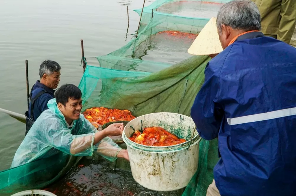 làng cá chép đỏ thanh hóa